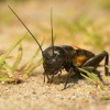 Cvrcek polni - Gryllus campestris - Field Cricket 9482